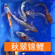 AIPHAROW純種錦鯉活體魚(yú)日本紅白錦鯉丹頂魚(yú)大正小苗三色冷水魚(yú)小錦鯉魚(yú) 秋翠錦鯉 22-25CM1條
