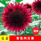 觀(guān)賞向日葵種子向日葵花種子大粒高產(chǎn)瓜子種子四季種植簡(jiǎn)雪高桿矮桿多頭向日葵種籽 紫色向日葵200粒