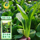 鳳鳴雅世四季小菘菜種子10克紫色油菜種子紫羅蘭小菘菜四季小白菜種籽