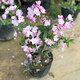 中夢(mèng)海棠花盆栽樹(shù)苗老樁長(cháng)壽冠陽(yáng)臺庭院花卉綠植物盆景 西府海棠8年大苗【1棵裝】 不含盆