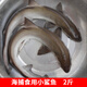 新鮮小鯊魚(yú)食用鯊魚(yú)鮮活急凍海鮮水產(chǎn)魚(yú)類(lèi)冰鮮海產(chǎn)品 2斤