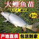 小許農家鯉魚(yú)苗淡水養殖活體食用活體大稻花魚(yú)稻田鯉建鯉花背紅尾鯉魚(yú)苗 30條8-10cm鯉魚(yú)苗（加10%防損）