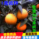 CHUANGSHIJI新品種 紅美人柑橘樹(shù)嫁接苗 愛(ài)媛38號柑橘苗早熟柑桔苗 推薦2年苗 111cm(含)-140cm(含)