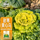 IDEAL理想農業(yè) 雜交黃心烏塌菜種子耐寒烏塌菜籽雪里金花青菜蔬菜種子