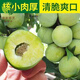 四川汶川晚熟青脆李樹(shù)苗李子樹(shù)苗脆李苗青脆李子嫁接苗脫骨李子苗 3年苗明年結果