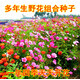 播種心情室外庭院花卉野花組合種子多年生四季陽(yáng)臺盆栽公園花?；ㄗ焰莼焐?多年生美麗野花組合種子1斤