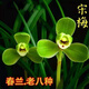 春蘭價(jià)   蘭花多種  綠云  室內盆栽花卉綠植 宋梅 5苗連體易開(kāi)花