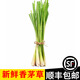 辰實(shí)（順豐發(fā)貨中）新鮮香茅草 檸檬香茅 香料菜 泰國(guó)冬陰功湯調(diào)料 2斤香茅草