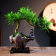 自然空間造型羅漢松盆栽樽禪倒山盆雙飄枝植物禮品+靜禪+155座 源頭直發(fā)