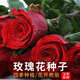 玫瑰花種籽子循環(huán)開(kāi)花盆栽花卉植物易爆盆室內(nèi)外鮮花種子陽(yáng)臺(tái)花籽 玫瑰花種子【紅色】200粒+肥