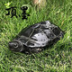 萌龜飼家 全黑純種墨龜家養水龜墨苗外塘公草龜中華黑腹小烏龜活物體墨化 4年初墨10厘米左右 1只單身龜