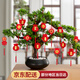 盛夏時光2025蛇年新年裝飾品春節(jié)過年布置福字掛飾掛件家用盆景喜慶吊飾 盆景小掛件3款18個裝