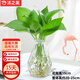 沭之美綠蘿水培植物桌面綠植盆栽植物 綠蘿8-10株+菱形玻璃瓶 源頭直發(fā)