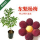 君揚楊梅嫁接苗 早熟紅楊梅六月楊梅 大果東魁楊梅黑炭楊梅盆栽地栽種 東魁楊梅三年苗80-100CM高