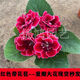 秋穎山東重瓣芙蓉花帶花苞大巖桐盆栽四季開(kāi)花苗好養陽(yáng)臺室內花卉植物 紅花芙蓉