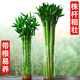 僮喲濃帶跟龍竹觀音竹荷花竹發(fā)財(cái)竹富貴竹植物水養(yǎng)客廳綠植水培花卉 龍竹55厘米10支人財(cái)兩旺富貴榮華 不含盆