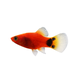 AIPHAROW黃金米奇魚紅米奇魚小型燈科魚紅綠燈淡水熱帶觀賞魚活體好養(yǎng)耐活 小米奇（2cm）10條