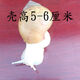 白玉蝸?；铙w寵物蝸牛巨型明珠特大蝸牛宿舍小蝸牛觀(guān)賞幼兒園家養 明珠蝸牛1只殼高4-6厘米發(fā)中通