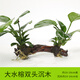 AIPHAROW金魚(yú)藻真水草活體魚(yú)缸裝飾套餐植物大水榕沉木水草淡水懶人水族箱 【雙頭】大水榕雙頭沉木