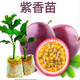 格秀潔百香果苗百花果樹苗蛋黃果樹苗雞蛋果樹苗百香果樹苗百香果種苗 紫香果 【高15-20厘米】