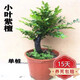 聽(tīng)雪樓名貴小葉紫檀盆景樹(shù)樁室內(nèi)花卉植物辦公桌面綠植樹(shù)苗盆栽h 歪型老樁獨(dú)干 含原盆