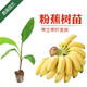 君揚皇帝蕉 粉蕉 芭蕉 紅香蕉苗 皇帝蕉 B6 矮化  庭院種植 帶土帶葉 粉蕉15-20CM高（帶土帶葉）