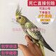芊姹純手養玄鳳鸚鵡活鳥(niǎo)大型寵物活體會(huì )說(shuō)話(huà)的鸚鵡手養鳥(niǎo)幼鳥(niǎo)一對黃化 3月齡手養珍珠一只【親人】