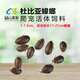 品云美寵杜比亞蟑螂活體蟲(chóng)子守宮蜥蜴睫角蜘蛛鬃獅活餌飼料 【杜比亞】1-1.5厘米 100個(gè)