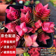 兩腿跑多肉植物帶盆栽好精品小老樁多頭盆栽錢串太陽花紅唇鹿角海棠葡萄 茜之塔(3-5頭) 塑料盆6.5cm栽好發(fā)貨