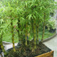 嘆為觀(guān)止佛肚竹大苗盆栽綠植辦公室內客廳庭院植物盆景 4年苗肚子明顯(推薦)一盆3棵 不含盆