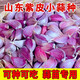 囧仙子山東大蒜頭籽干蒜紫皮祘頭紅根寒蒜批發(fā)蒜種子農(nóng)家川蒜苔蒜苗 3斤紫皮小蒜瓣（中小瓣）
