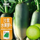 IDEAL理想農(nóng)業(yè) 沙窩水果蘿卜種子盆栽蔬菜種籽秋播易種脆甜青蘿卜種子