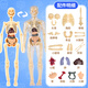 沛雅人體器官模型可拆卸拼裝初中生物兒童醫(yī)學(xué)解剖仿真內(nèi)臟肌肉骨架結(jié)構(gòu)骨骼3d身體軀干系統(tǒng)啟蒙教具 全透明 人體器官模型