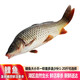 品鮮肴 淡水魚(yú)生態(tài)大小鯉魚(yú) 漁民野外捕獲鮮活魚(yú)現殺整條鯉魚(yú) 海鮮水產(chǎn) 凈膛后1.2kg/條【3斤現殺】