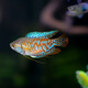 森悠（SARYOR）曼龍魚小型熱帶魚觀賞魚血麗麗絲足魚珍珠馬甲球黃藍(lán)曼龍吃蛋白蟲 4cm彩麗麗2條
