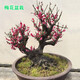 紅梅盆景老樁盆栽原生梅花植物盆栽室內(nèi)綠植耐寒濃香型烏梅不含盆 紅梅5年盆景（今年冬天開花）