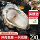 鮮海道【活鮮】鮮海道生蠔  乳山牡蠣 新鮮海蠣子生鮮貝類(lèi) 肥蠔2XL號凈重9斤