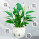 白掌一帆風(fēng)順盆栽室內(nèi)綠植教室植物盆栽吸水盆栽植物室內(nèi)凈化空氣 白掌【送高檔陶瓷盆郁金香款
