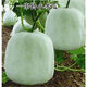 一串鈴冬瓜種子粉皮迷你小冬瓜種子四季農家庭院陽(yáng)臺盆栽蔬菜種籽 小冬瓜種子 優(yōu)選種子一包約20粒