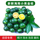 果齋園 海南小青金桔 新鮮金桔 當(dāng)季新鮮青桔青橘水果酸桔酸爽皮薄多汁 2斤裝 發(fā)順豐