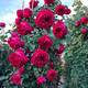 花財主歐月藤本月季花大游行薔薇木香大苗爬藤植物庭院濃香型玫瑰花卉 紅色龍沙寶石(爬藤) 1米-1.3米高大苗