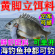 黃腳立餌料黃腳臘魚餌料黑鯛黃翅魚野生海釣黑坑打窩料小藥誘魚劑 三袋【買二送一】已售999+