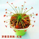 八目尚賞捕蠅草盆栽新奇趣味捕蟲(chóng)草食人花卉綠植食蟲(chóng)草新奇趣味捕蠅草 茅膏菜【孔雀】 帶盆栽好