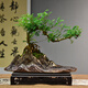 自然空間清香木盆景造型懸崖綠植植物 手工金山飄枝胡椒木+250座 源頭直發(fā)