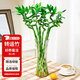 花翁水培植物水養(yǎng)綠植盆栽轉(zhuǎn)運(yùn)竹50cm高10支（不含瓶）源頭直發(fā)