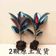 意軒橡皮樹(shù)黑金剛盆栽植物室內吸甲醛客廳凈化空氣四季綠植花卉 橡皮樹(shù)10-20高（發(fā)2顆）