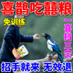 哆莫香喜鵲飼料專用鳥糧蟲干牛肉五谷雜糧營(yíng)養(yǎng)提性開口通用鳥食混合零食 500g 3包 【開口言喜事】買2送1