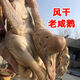 鮮檔臘鵝咸鵝皖西大白鵝安徽六安土特產(chǎn)農(nóng)家手工腌制老鵝真空包裝發(fā)貨 8斤一只老鵝