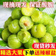 舅甜果蔬三月李 （現摘順豐）新鮮應季水果新鮮現貨青李子孕婦酸脆珍珠李 精選大果 3斤