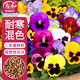 壽禾 三色堇種子苗蝴蝶花景觀(guān)花卉籽 壽藝三色堇混色種子1g約800粒